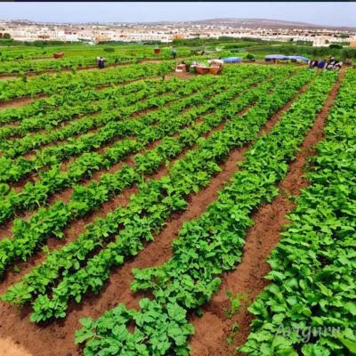 la verte esouairia (Essaouira 44000 Essaouira)