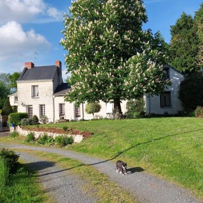 Chambres d'Hôtes de l'Ile du Saule (Chemin de l île du saule , route de Tours 49400 Saumur)